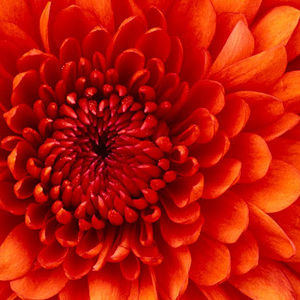 Meet your Posher, Lynette